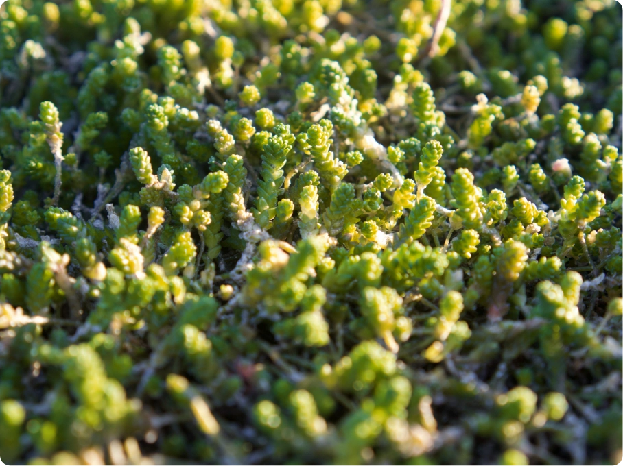 Sedum afbeelding